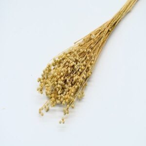 Preserved Acacia Beans