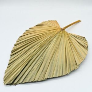 Preserved Palm Leaf