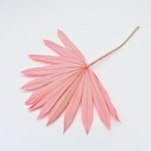Preserved Sun Palm Leaf